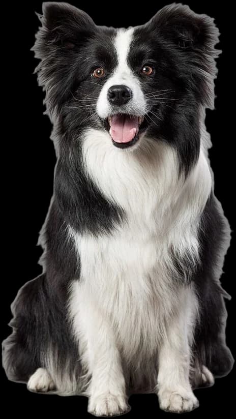 Rex the Border collie