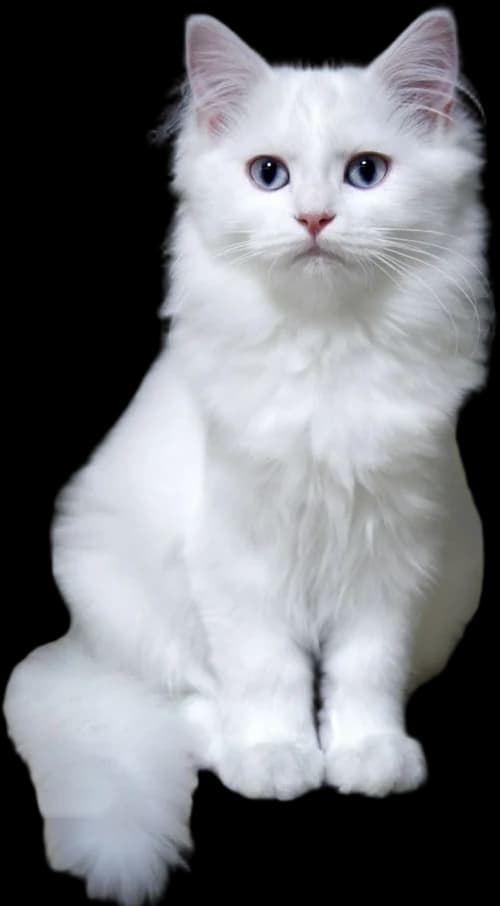 Snowball the Persian mix