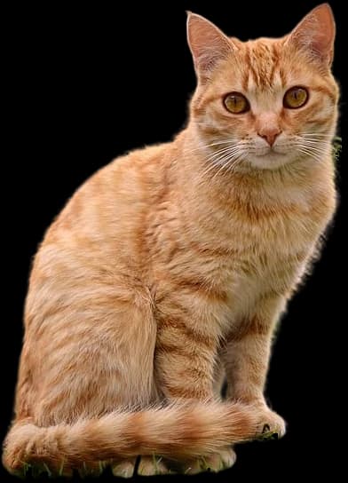 Ginger tabby cat