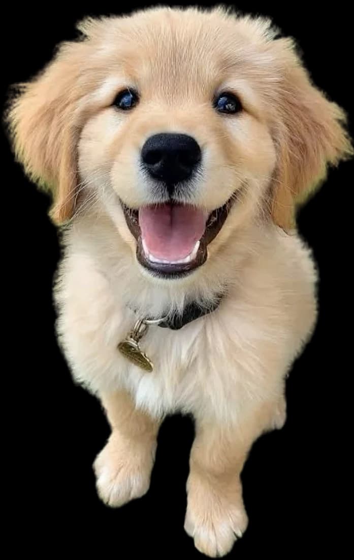 Golden retriever puppy