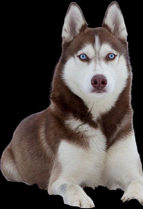 Koda, Marco Silva's pet