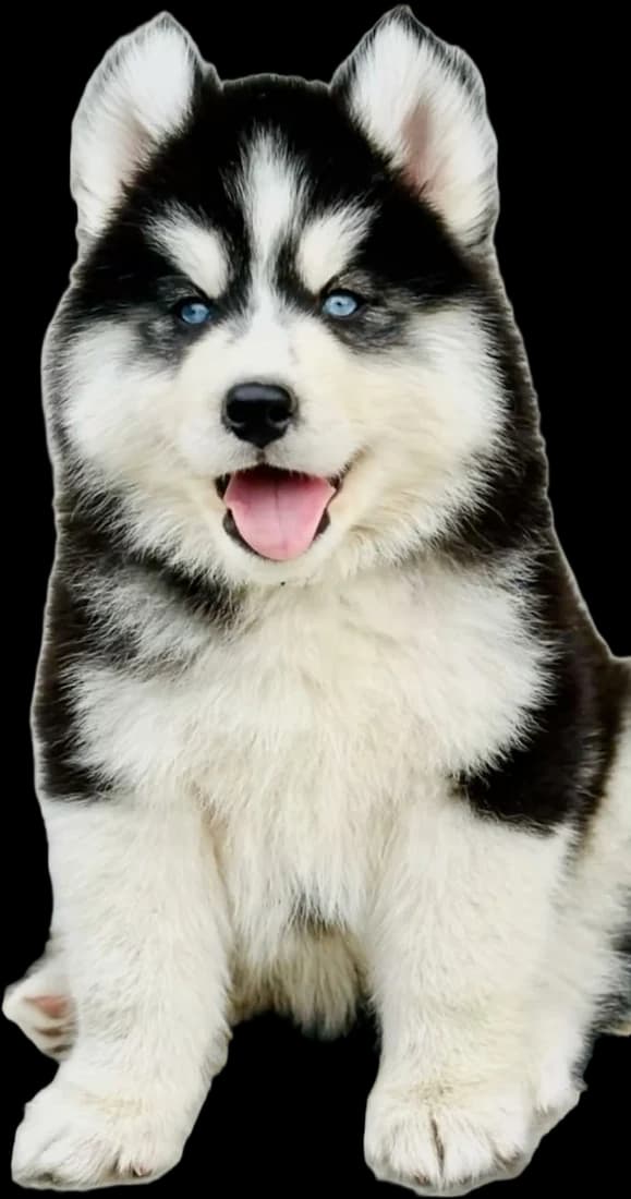 Luna the Husky puppy