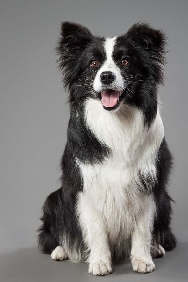 Border collie in a PetNG product review