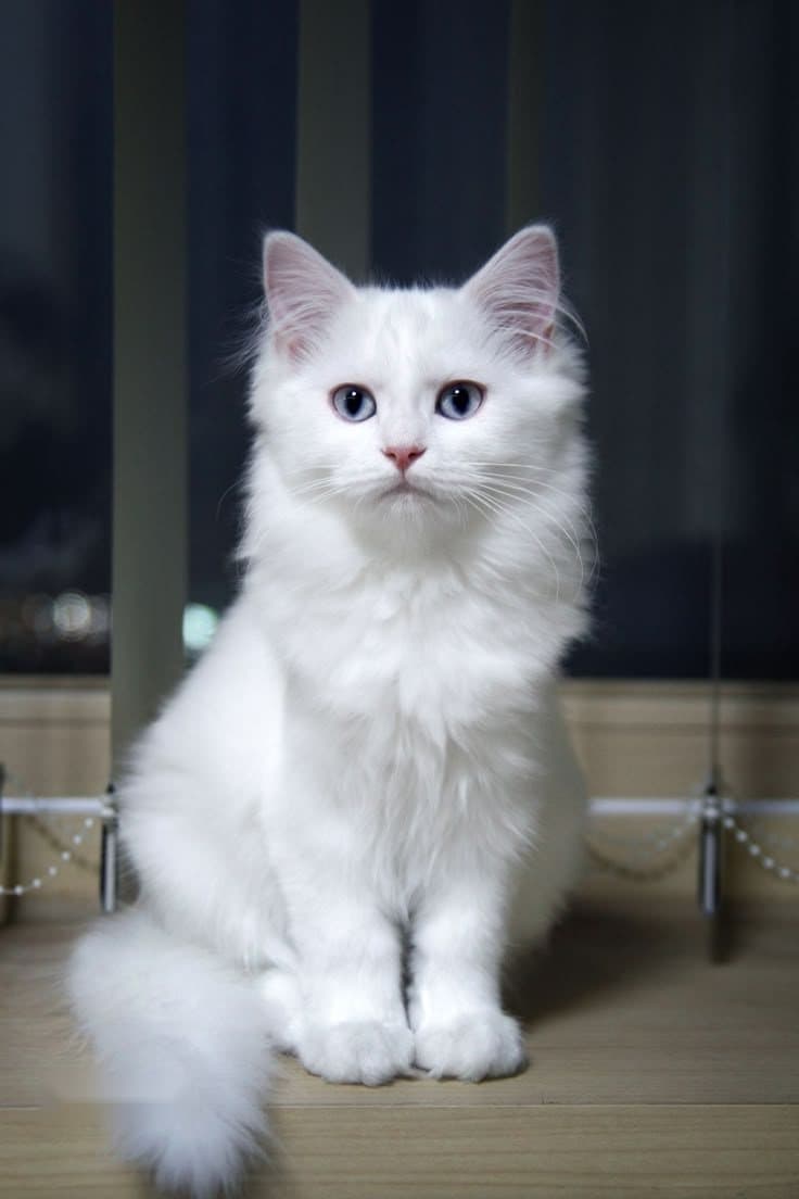 A PetNG customer's pet