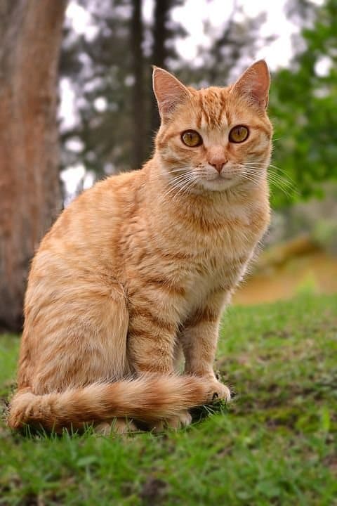 A PetNG customer's pet