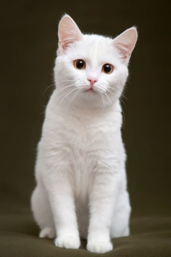 A PetNG customer's pet