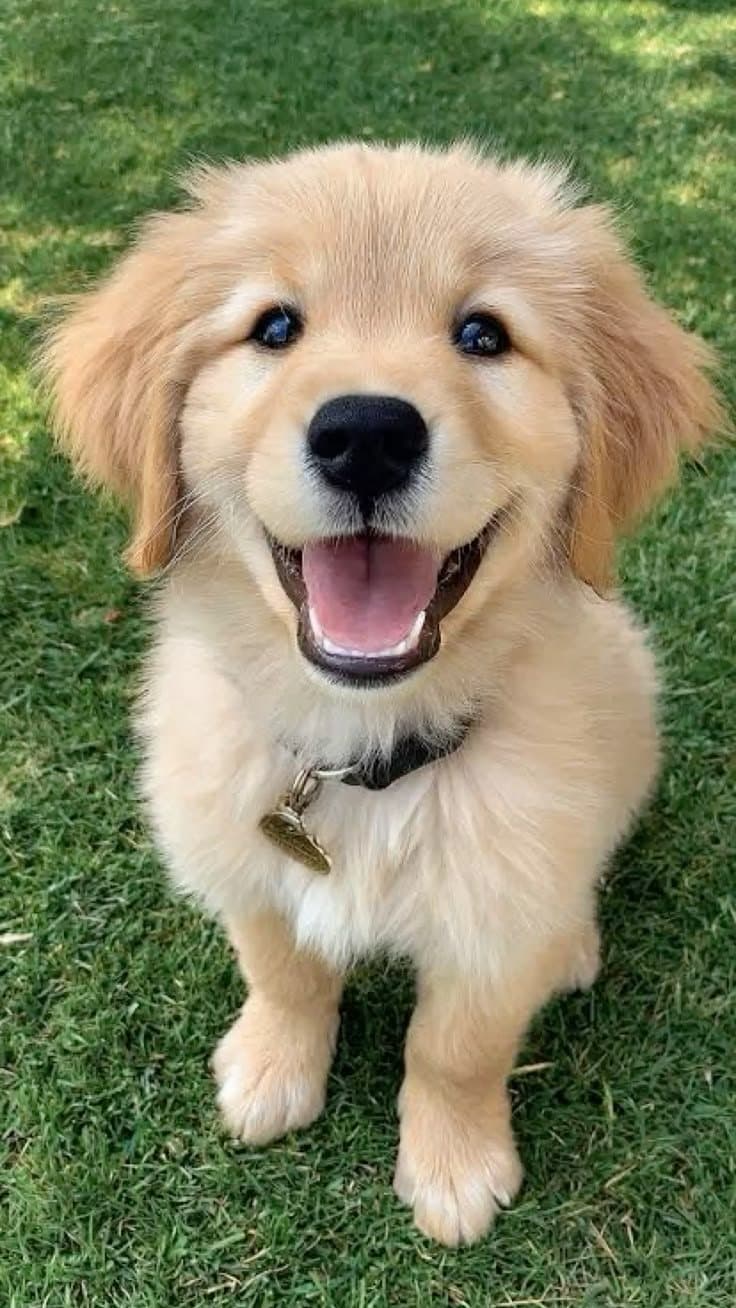 A PetNG customer's pet