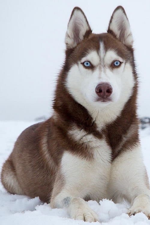 A PetNG customer's pet