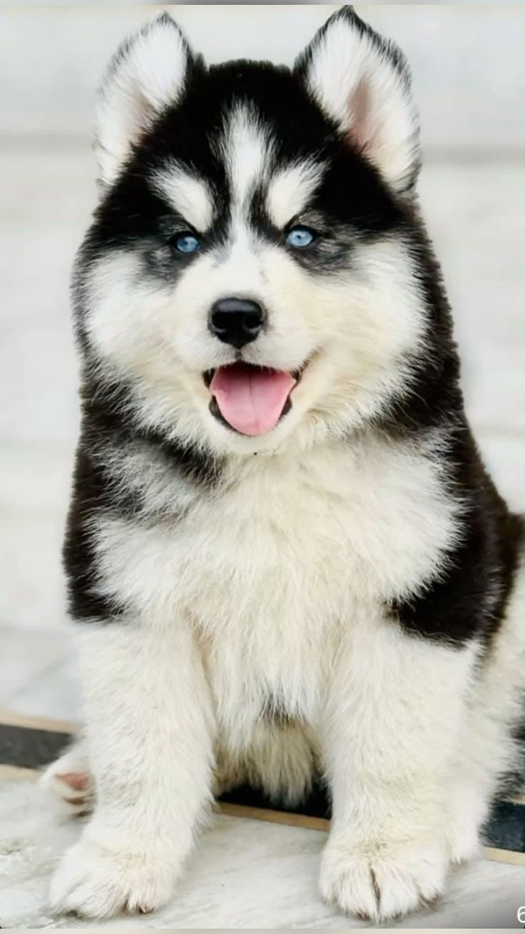 A PetNG customer's pet