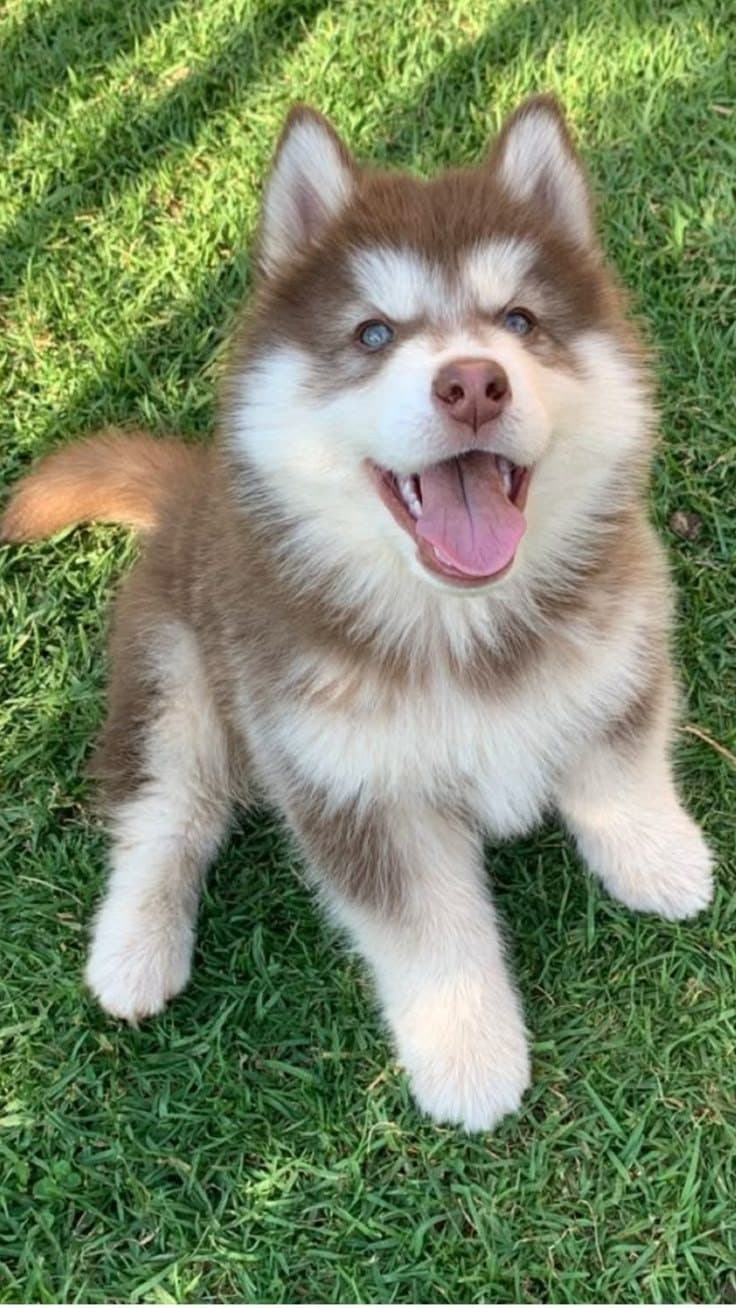 Husky puppy playing on the grass